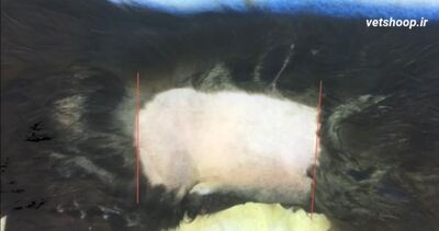 فیلم آموزشی جراحی عقیم سازی گربه ماده از پهلو در زمان شیرواری